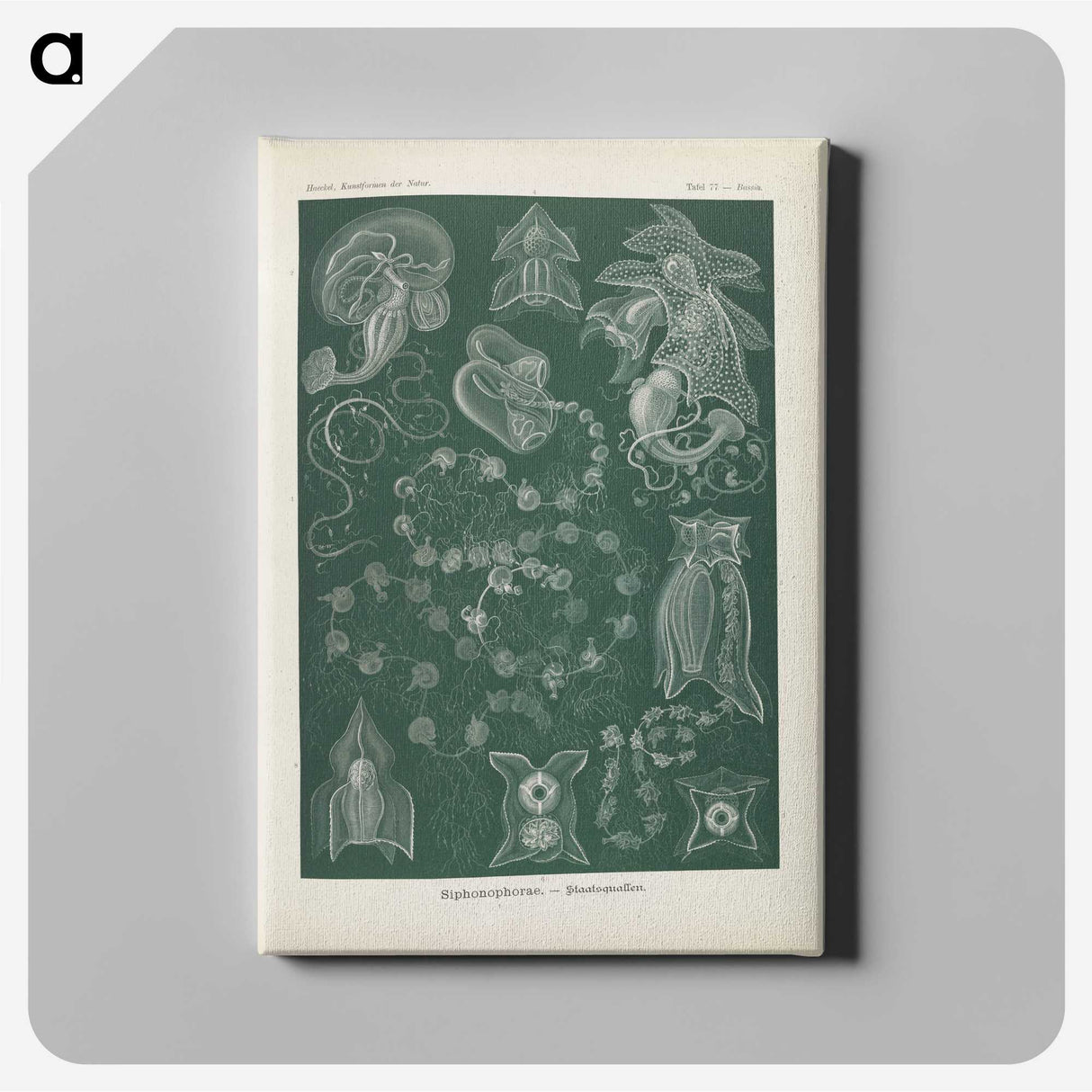 3-45_Ernst-Haeckel_canvas