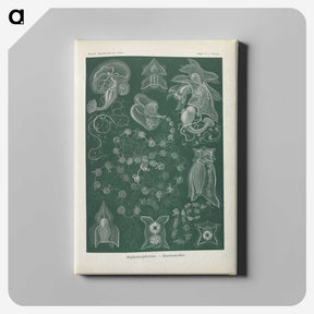 3-45_Ernst-Haeckel_canvas