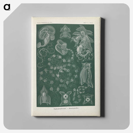 3-45_Ernst-Haeckel_canvas