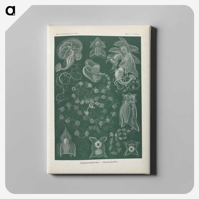 3-45_Ernst-Haeckel_canvas