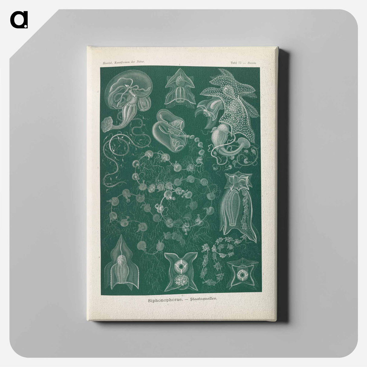 Marine life illustration - エルンスト ヘッケル Canvas.
