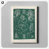 Marine life illustration - エルンスト ヘッケル Canvas.