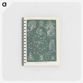 3-45_Ernst-Haeckel_memo