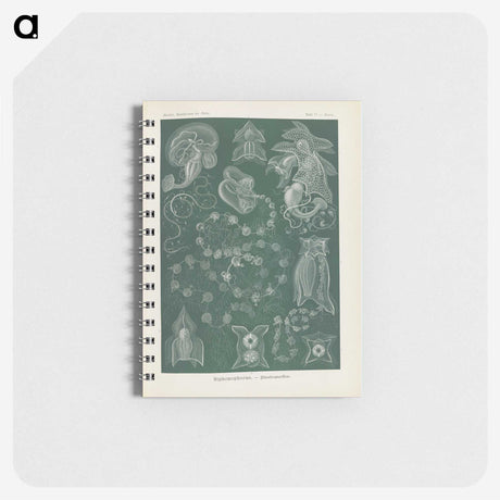 3-45_Ernst-Haeckel_memo