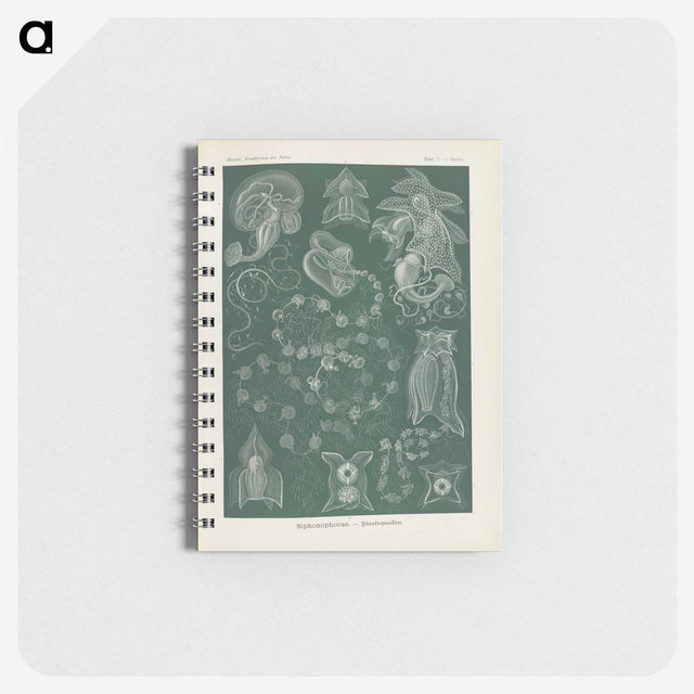 3-45_Ernst-Haeckel_memo