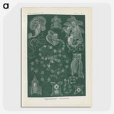 3-45_Ernst-Haeckel_picture-crop