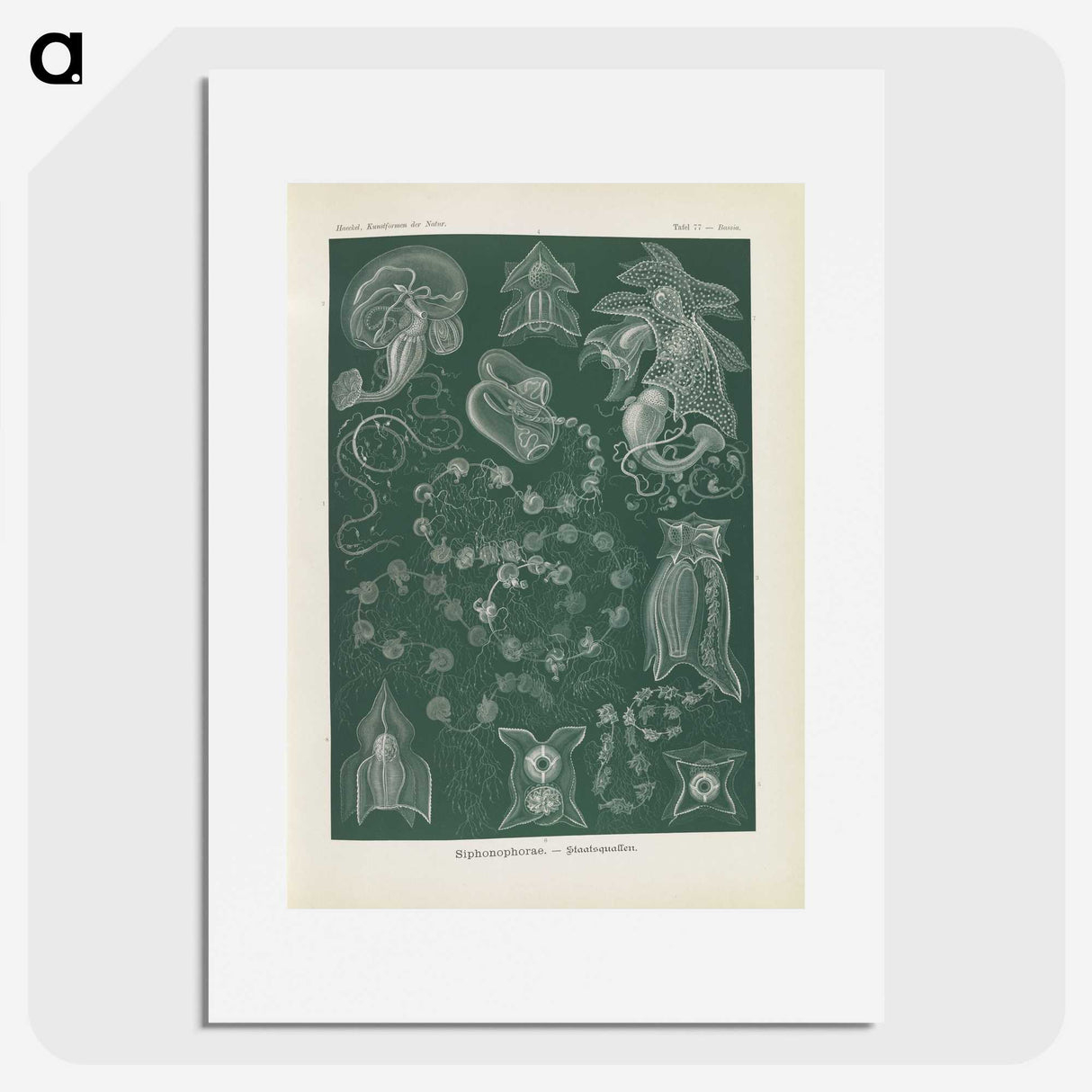 3-45_Ernst-Haeckel_picture