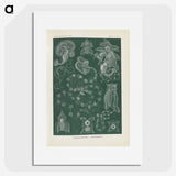 3-45_Ernst-Haeckel_picture