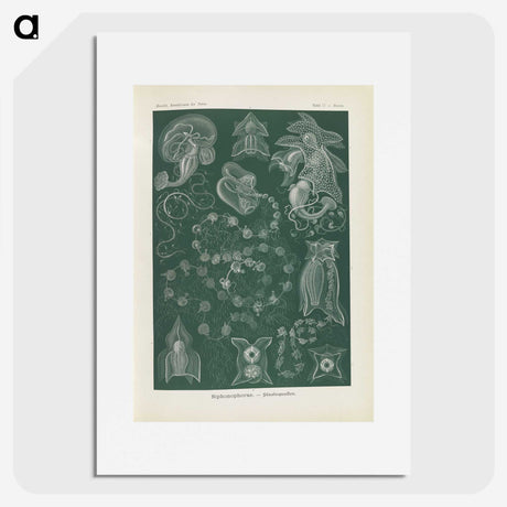 3-45_Ernst-Haeckel_picture