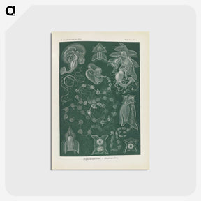 3-45_Ernst-Haeckel_postcard