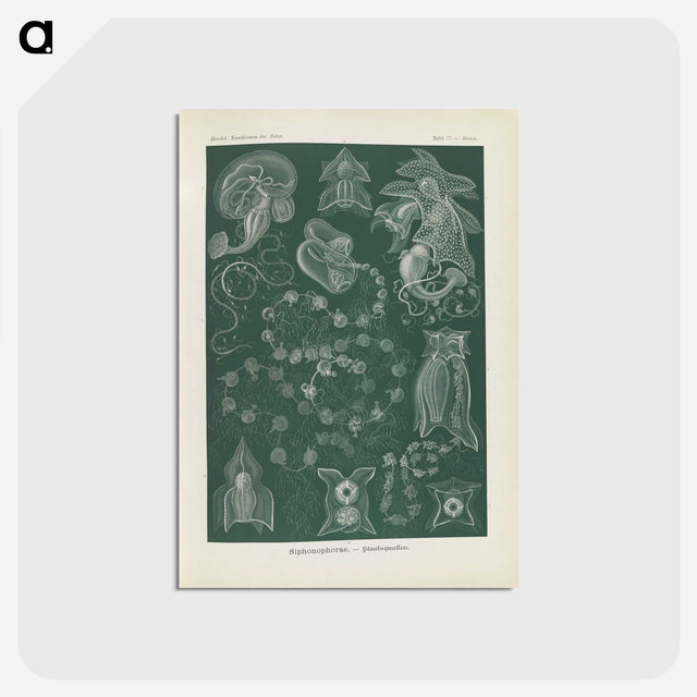 3-45_Ernst-Haeckel_postcard
