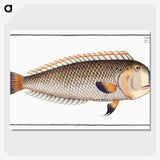 3-45_Ichtyologie-ou-Histoire-naturelle_picture-crop