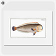 3-45_Ichtyologie-ou-Histoire-naturelle_picture
