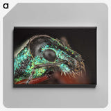 3-45_Insects-Unlocked-Project_canvas