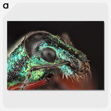 3-45_Insects-Unlocked-Project_picture-crop