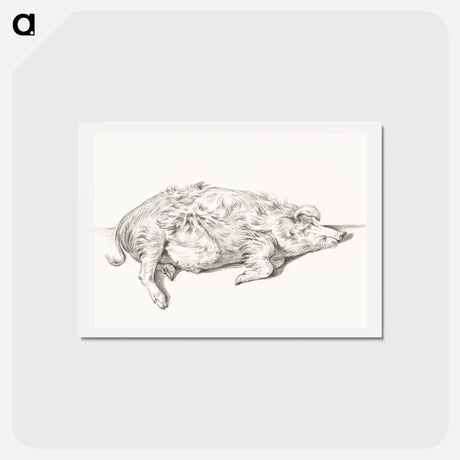 アートポストカード-Lying pig - ジャン ベルナール Postcard.