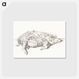 アートポストカード-Lying pig - ジャン ベルナール Postcard.