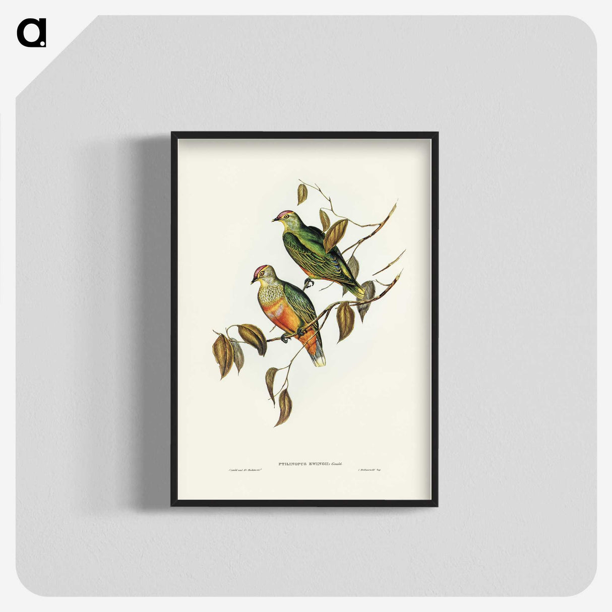 3-45_John-Gould_blk-crop