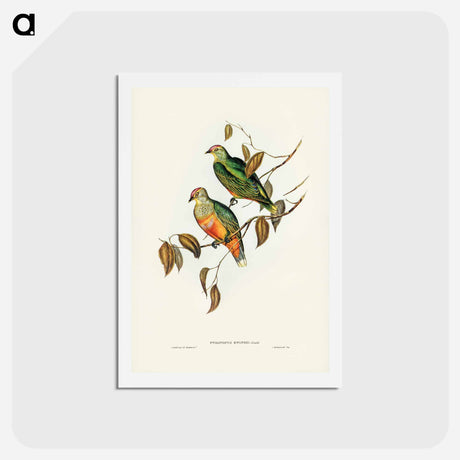 アートポストカード-Ewing's Fruit Pigeon
 - ジョン グールド Postcard.
