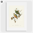 3-45_John-Gould_picture