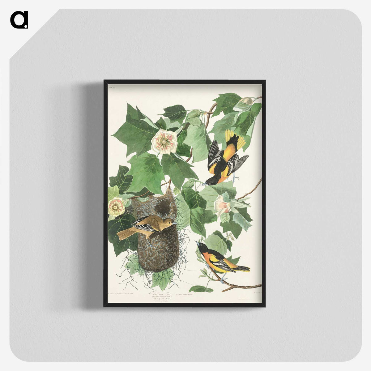 3-45_John-James-Audubon_blk-crop
