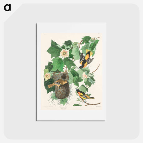 アートポストカード-Baltimore Oriole
 - ジョン ジェームス オーデュボン Postcard.