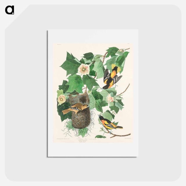 アートポストカード-Baltimore Oriole
 - ジョン ジェームス オーデュボン Postcard.