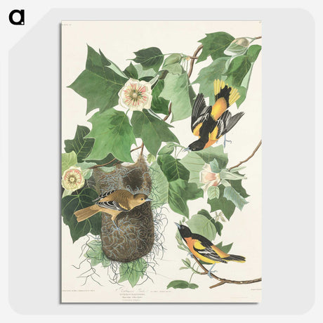 3-45_John-James-Audubon_picture-crop
