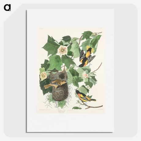 3-45_John-James-Audubon_picture