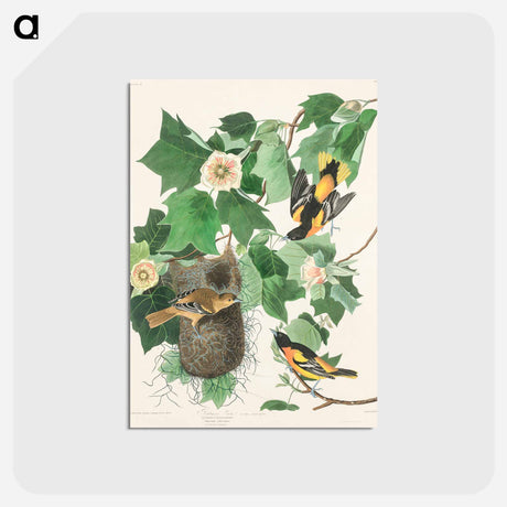 アートポストカード-Baltimore Oriole
 - ジョン ジェームス オーデュボン Postcard.