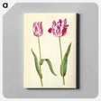 アートパネル-Tulipa gesneriana
 - マリア ジビーラ メーリアン Canvas.