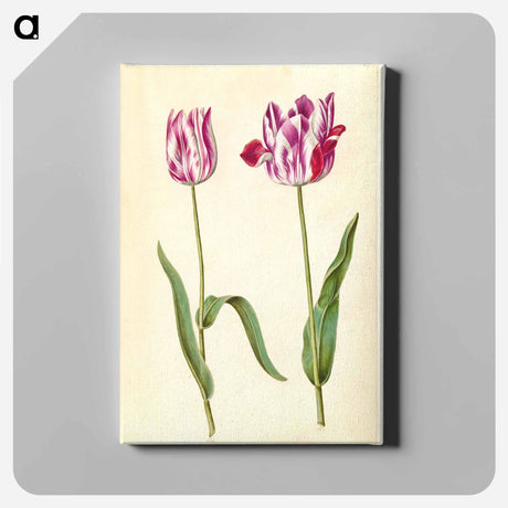 アートパネル-Tulipa gesneriana
 - マリア ジビーラ メーリアン Canvas.