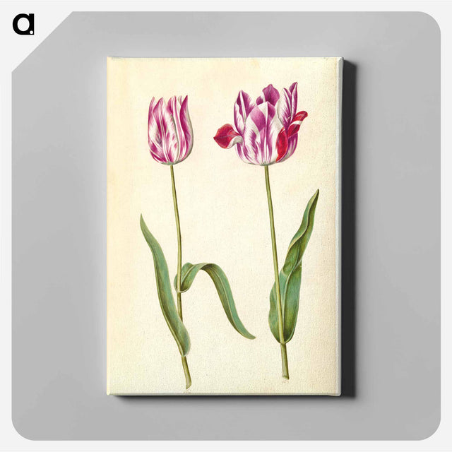 アートパネル-Tulipa gesneriana
 - マリア ジビーラ メーリアン Canvas.
