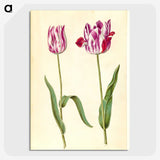 3-45_Maria-Sibylla-Merian_picture-crop