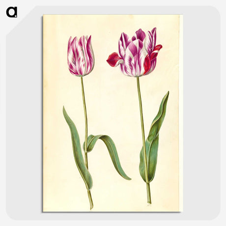 3-45_Maria-Sibylla-Merian_picture-crop
