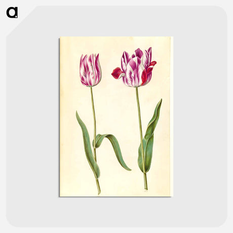 アートポストカード-Tulipa gesneriana
 - マリア ジビーラ メーリアン Postcard.