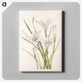 3-45_Mary-Vaux-Walcott_canvas