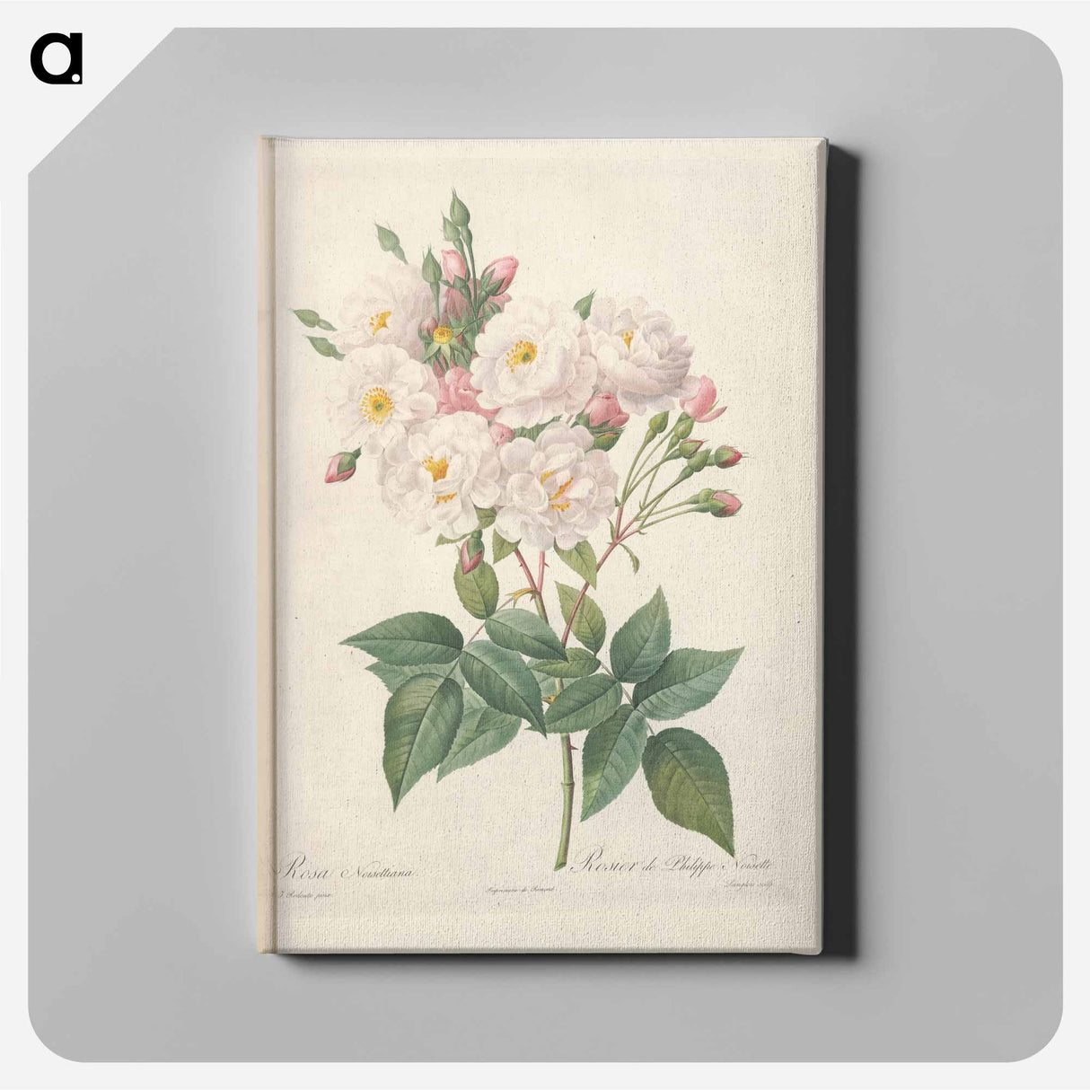アートパネル-Rose illustration - ピエール ジョゼフ ルドゥーテ Canvas.