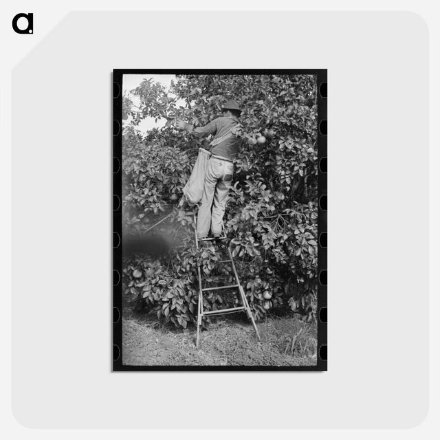 アートポストカード-Picking Grapefruit
 - ラッセル リー Postcard.