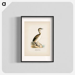 アートポスター-Young Horned Grebe
 - スヴェンスカ フォグラル Poster.
