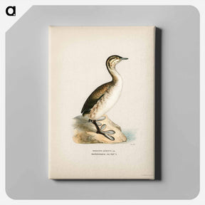 アートパネル-Young Horned Grebe
 - スヴェンスカ フォグラル Canvas.