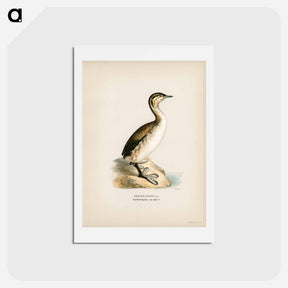 アートポストカード-Young Horned Grebe
 - スヴェンスカ フォグラル Postcard.