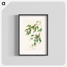 アートポスター-Carbonated Warbler from Birds of America
 - アメリカの鳥たち Poster.