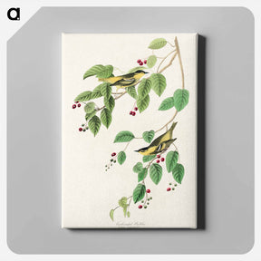アートパネル-Carbonated Warbler from Birds of America
 - アメリカの鳥たち Canvas.