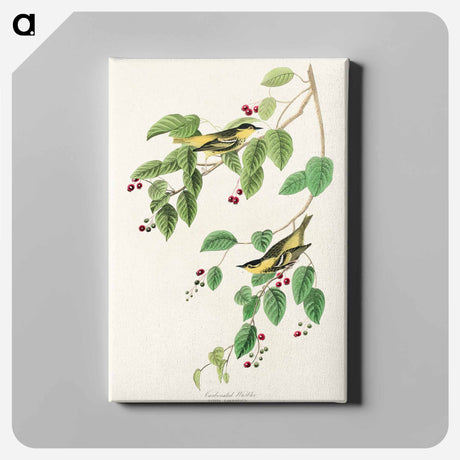 アートパネル-Carbonated Warbler from Birds of America
 - アメリカの鳥たち Canvas.