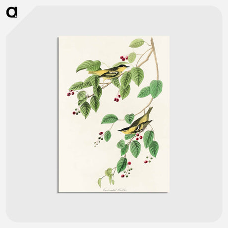 アートポストカード-Carbonated Warbler from Birds of America
 - アメリカの鳥たち Postcard.