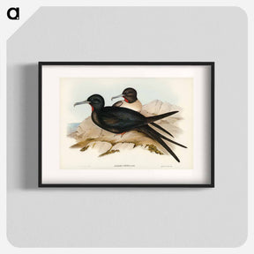 アートポスター-Small Frigate Bird
 - オーストラリアの鳥 Poster.