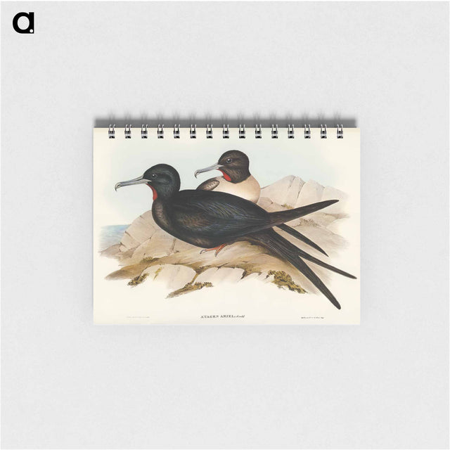 アートメモ帳-Small Frigate Bird
 - オーストラリアの鳥 Memo.