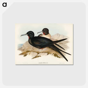 アートポストカード-Small Frigate Bird
 - オーストラリアの鳥 Postcard.