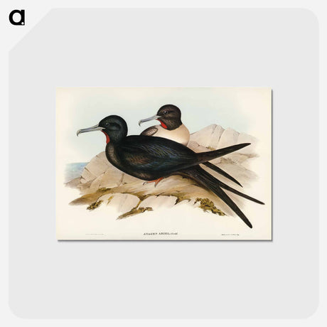 アートポストカード-Small Frigate Bird
 - オーストラリアの鳥 Postcard.